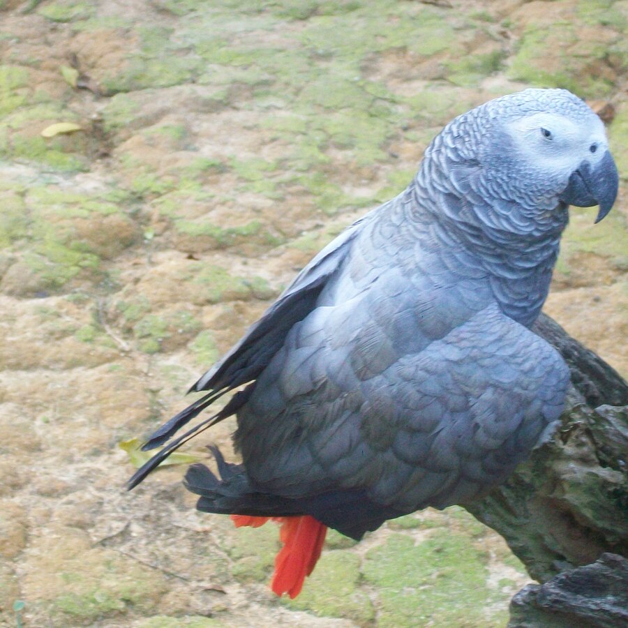 Beyond Seeds: Fueling Your Parrot's Vibrant Life