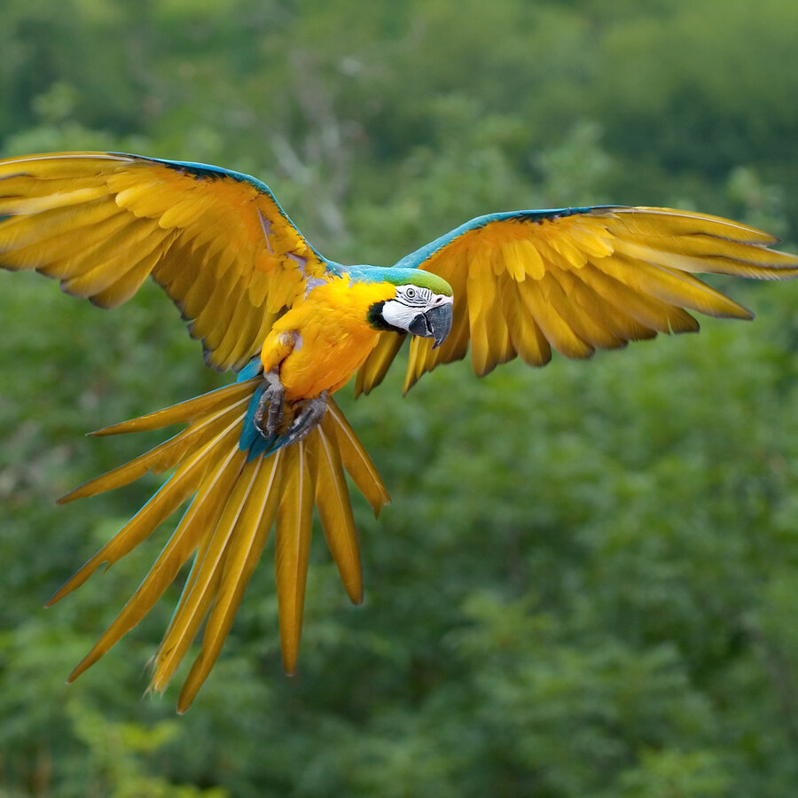 Aviary Open Day