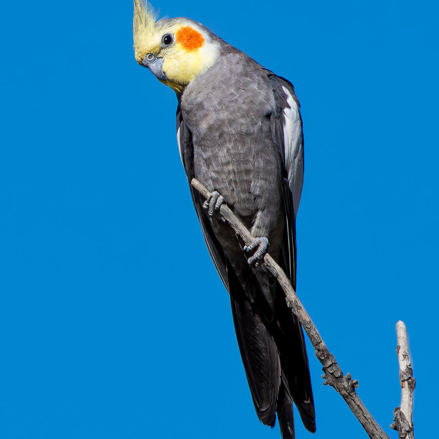 Winged Wonders: A Beginner's Guide to Bringing a Bird Home