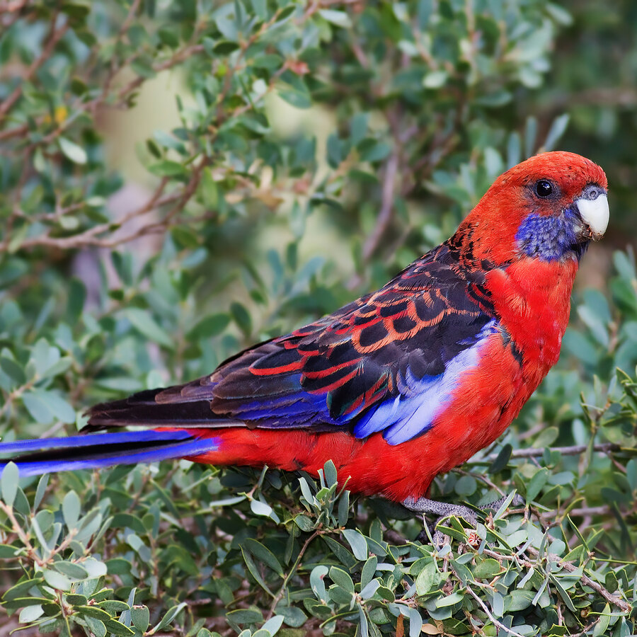 Crimson Rosella