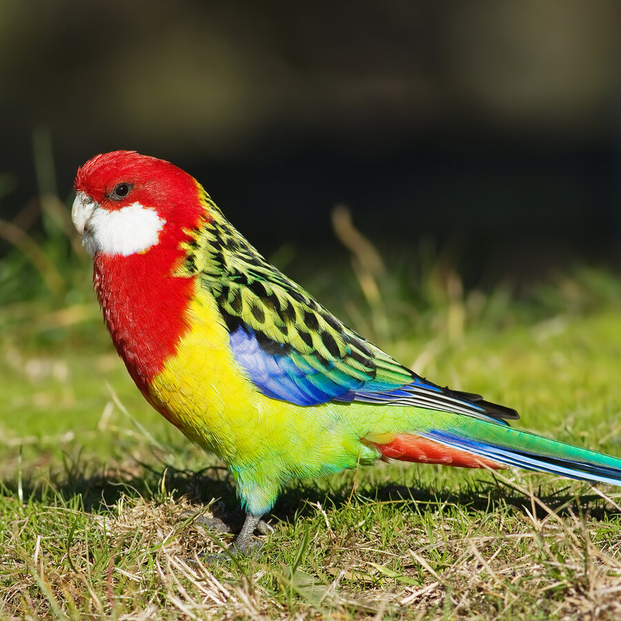Eastern Rosella