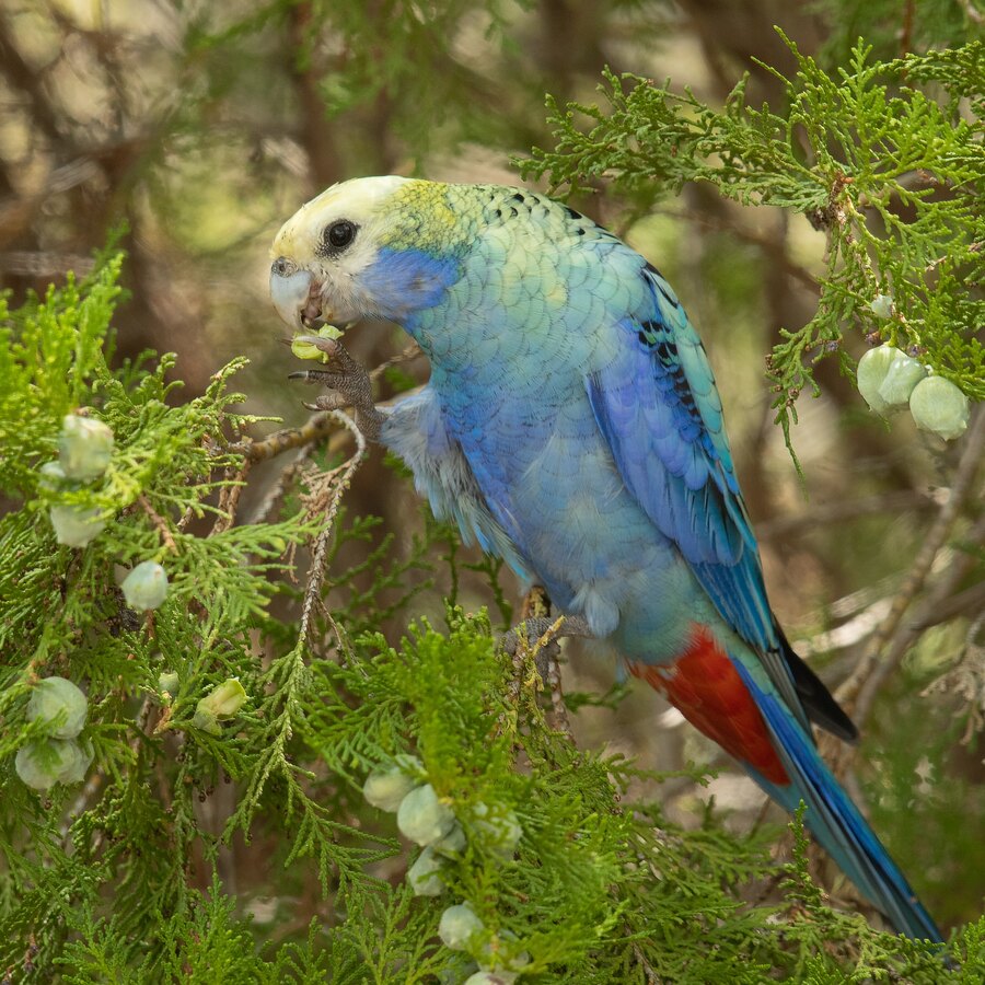 Pale-headed Rosella
