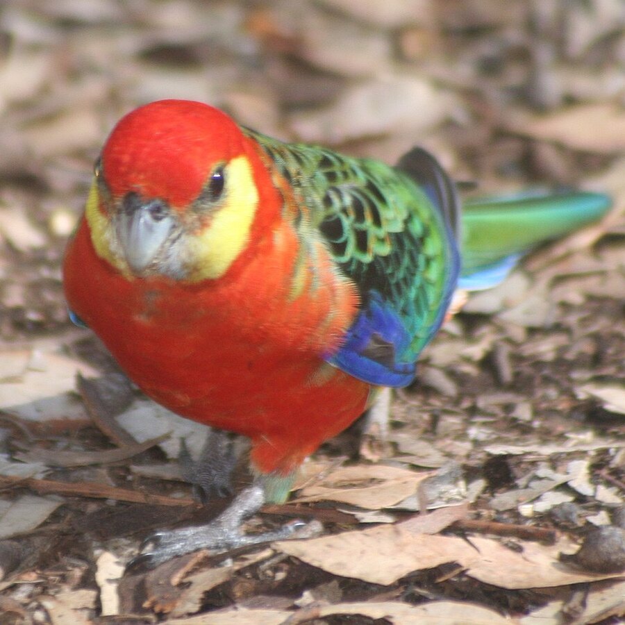 Western Rosella