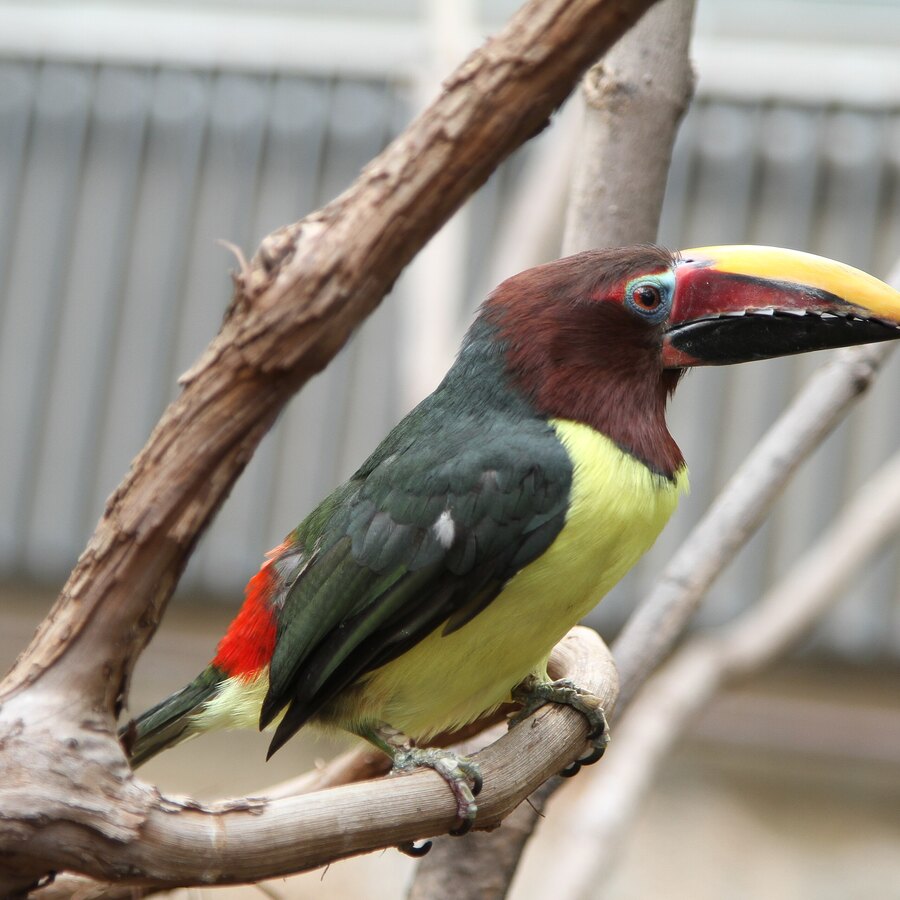 Green Aracari