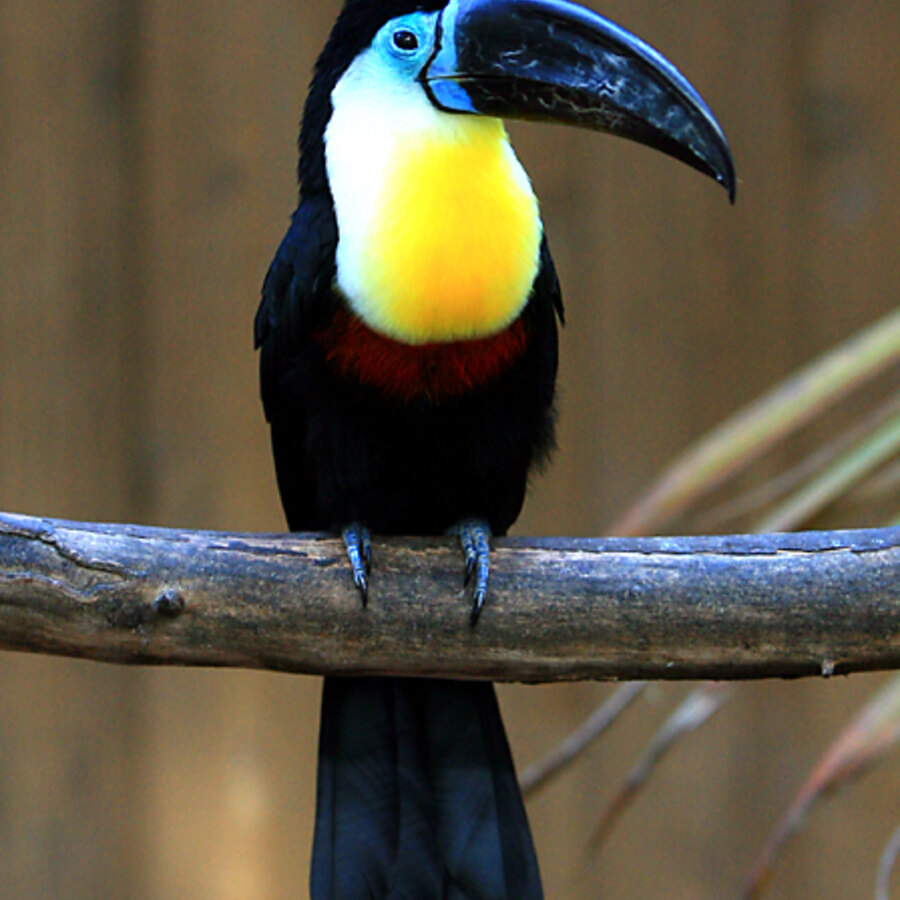 Channel-billed Toucan