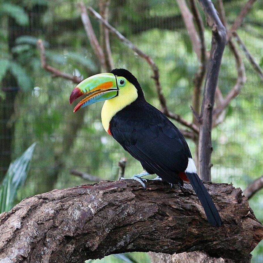Keel-billed Toucan