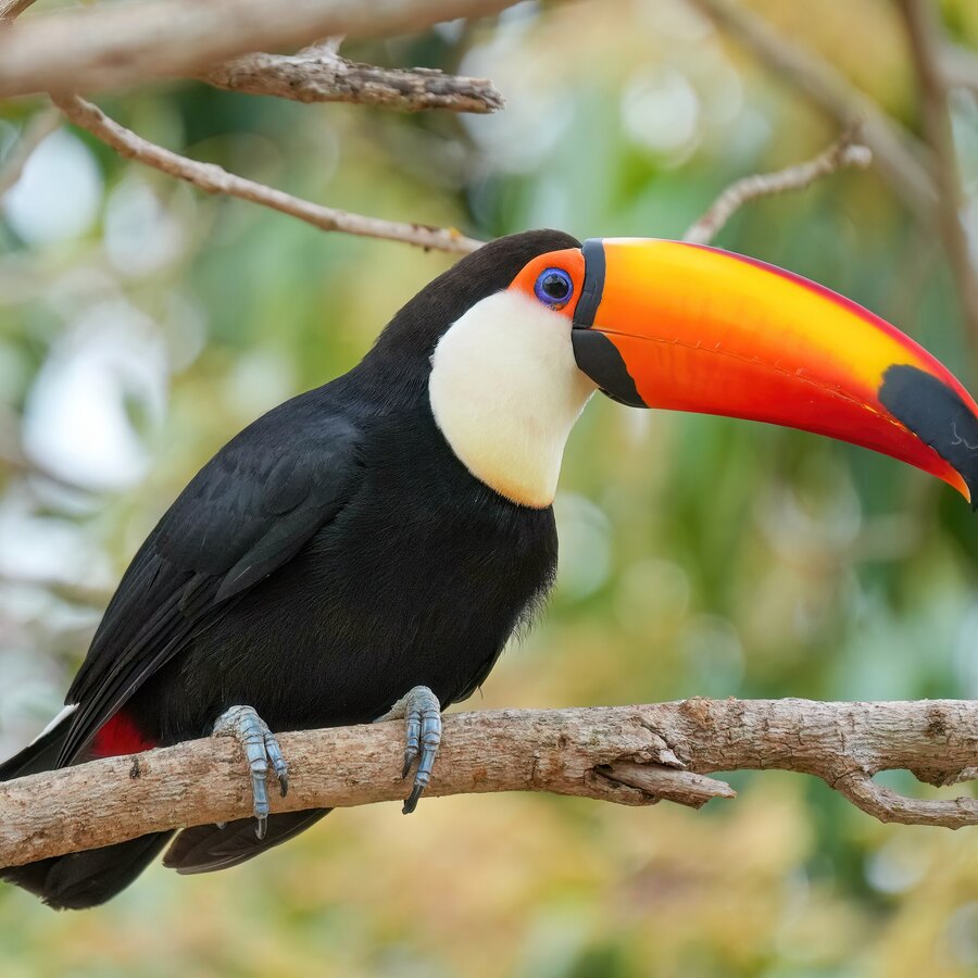 Toco Toucan
