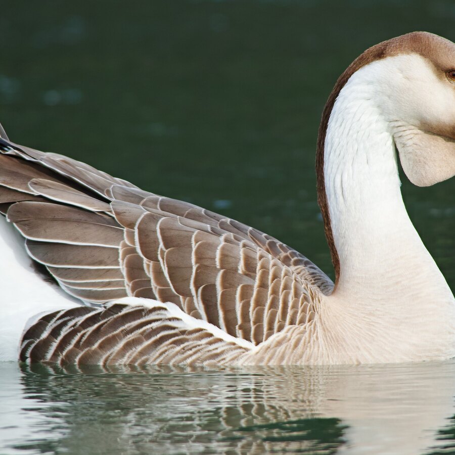 African Goose