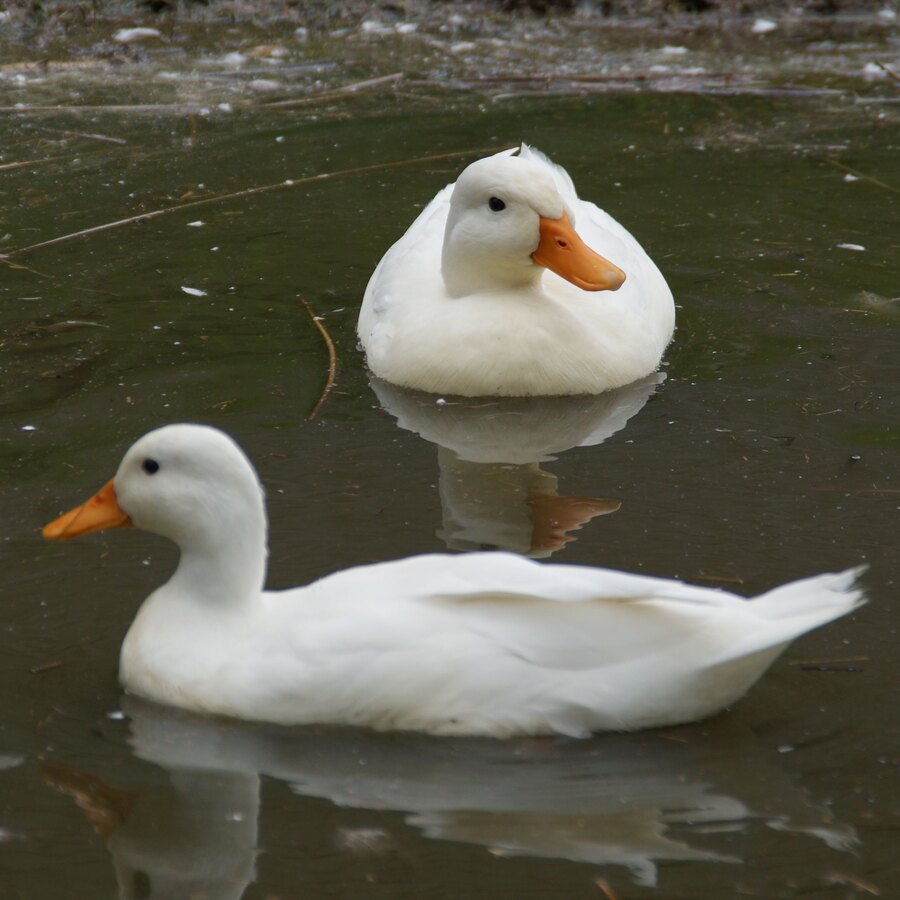 Call Duck