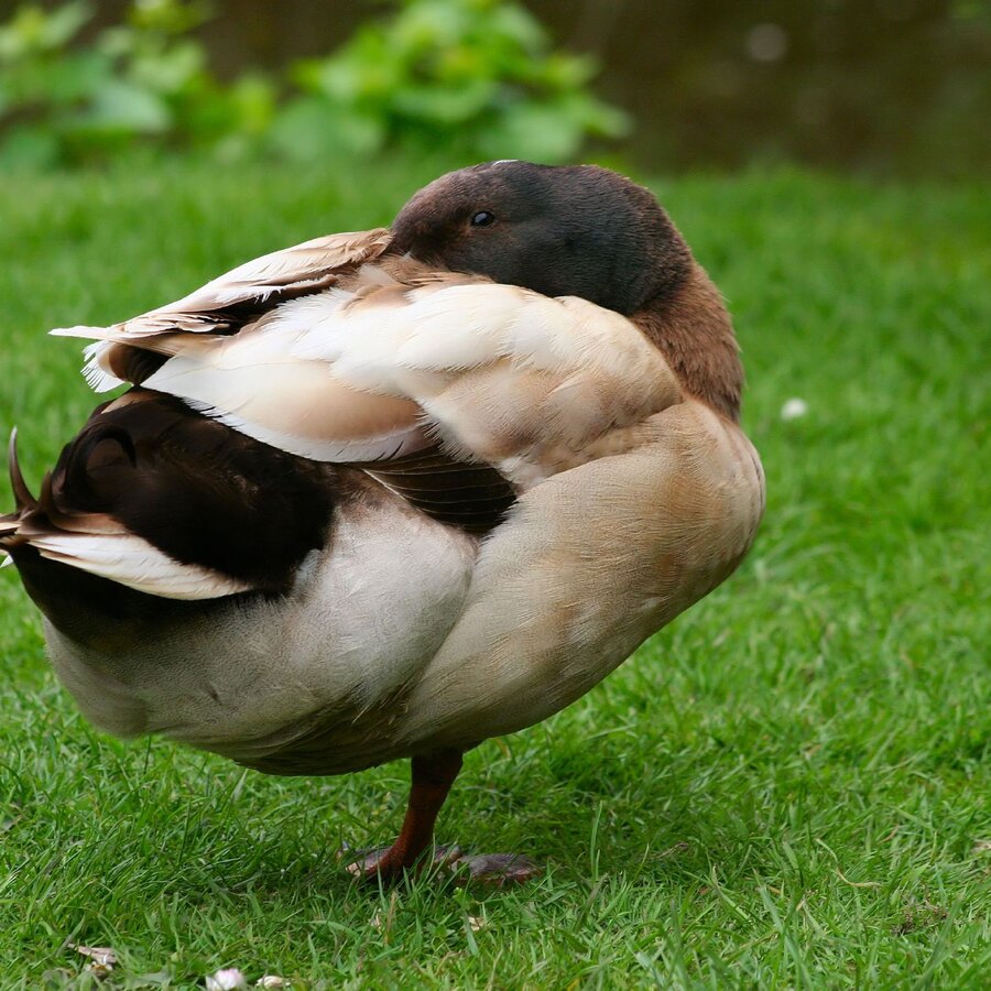 Khaki Campbell