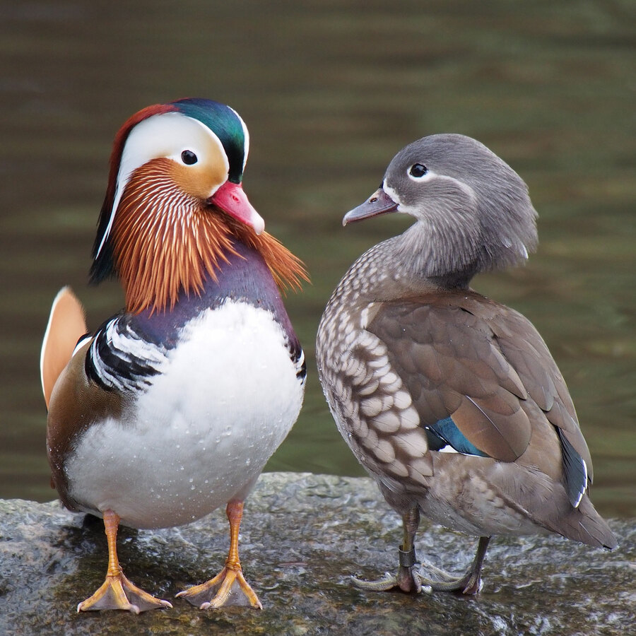 🦆 Ducks & Waterfowl