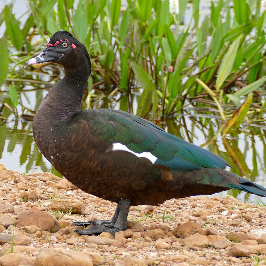Muscovy