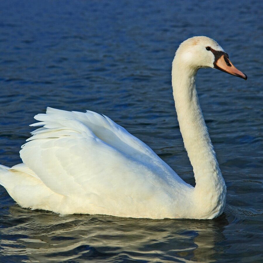 Mute Swan