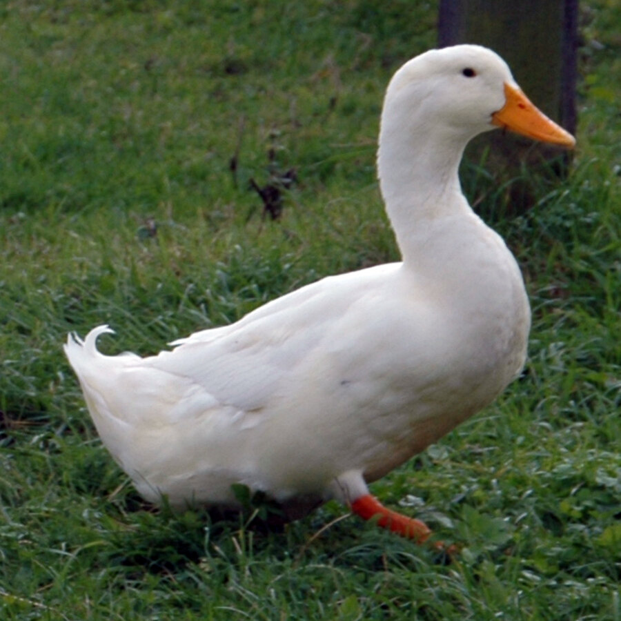 Pekin
