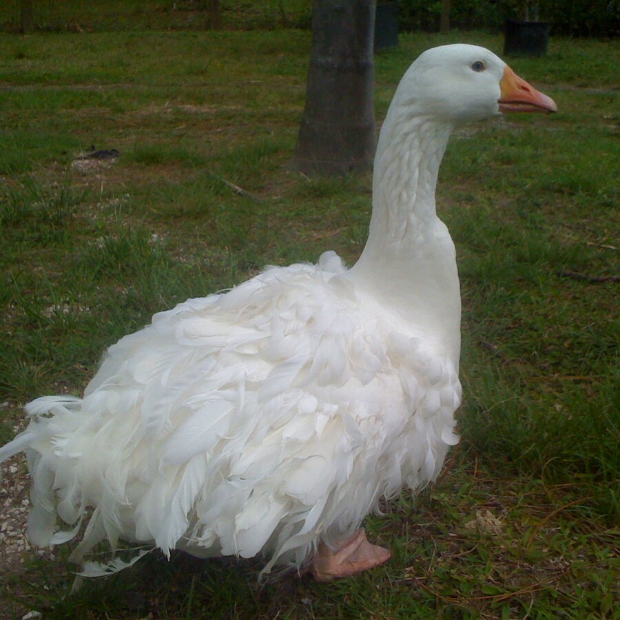 Sebastopol Goose