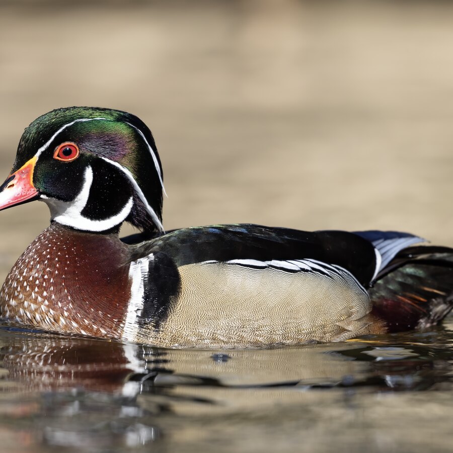 Wood Duck