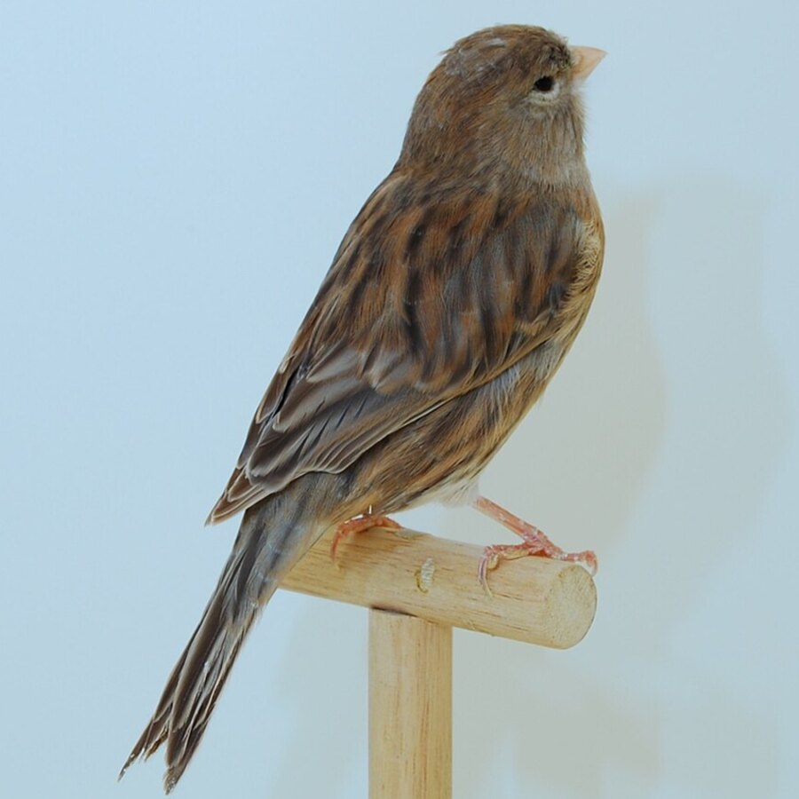 Cinnamon