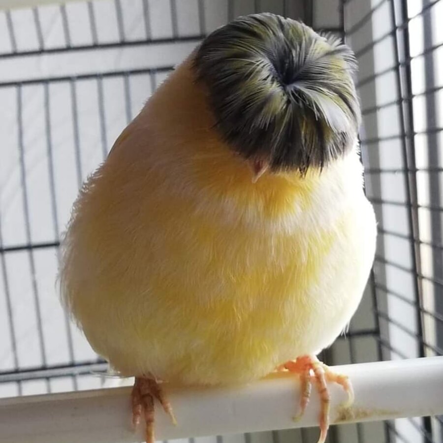 Gloster (Crested)