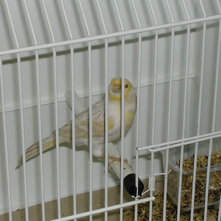 Mosaic