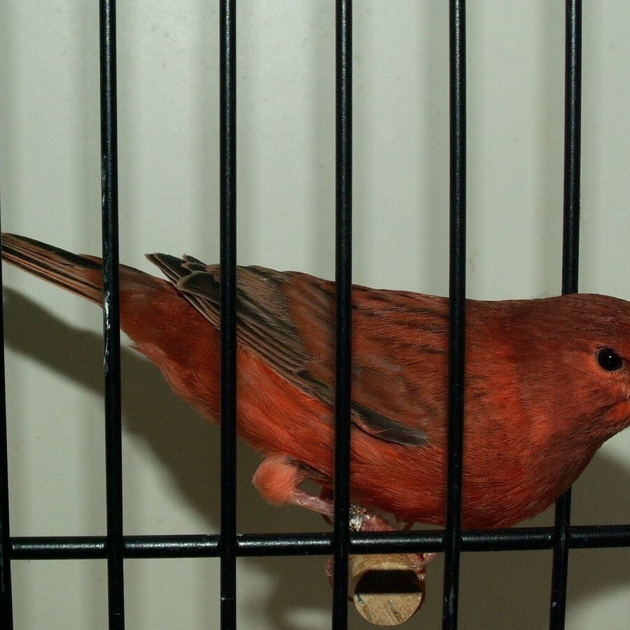 Red Factor