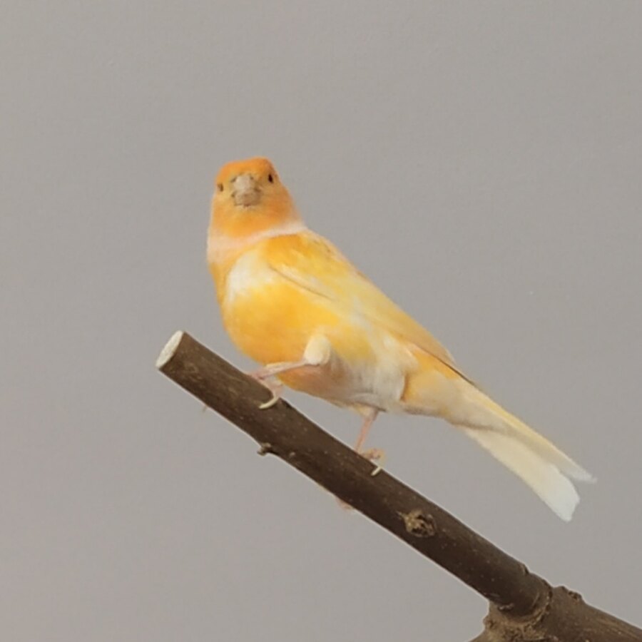 Clear Yellow