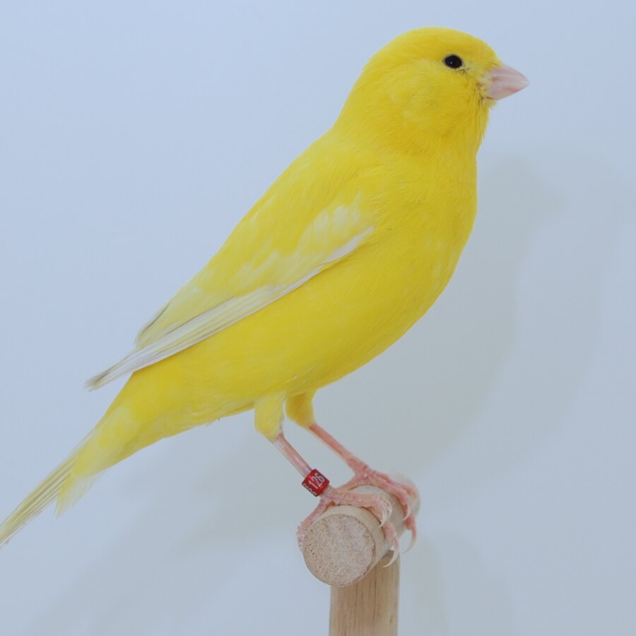 The Melodies & Motifs: Unlocking Canary Colour and Song Secrets