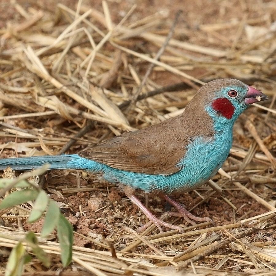 Cordon Bleu Finch