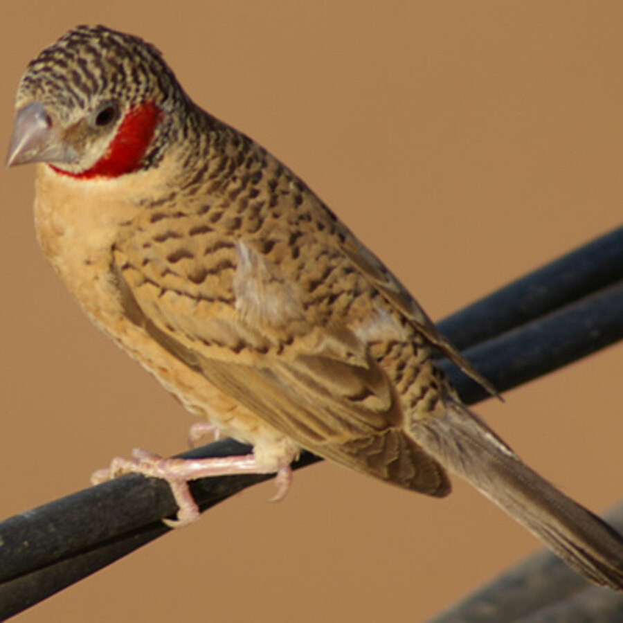 Cutthroat Finch