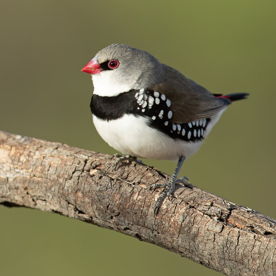 Diamond Firetail Finch