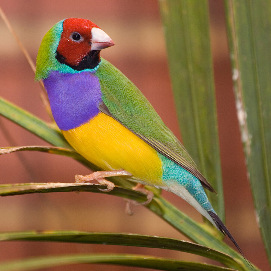 Unlocking the Rainbow: A Beginner's Guide to Gouldian Finch Care