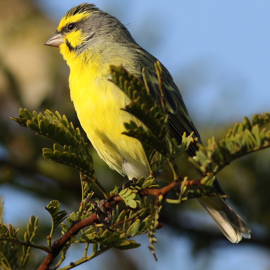 Green Singing Finch