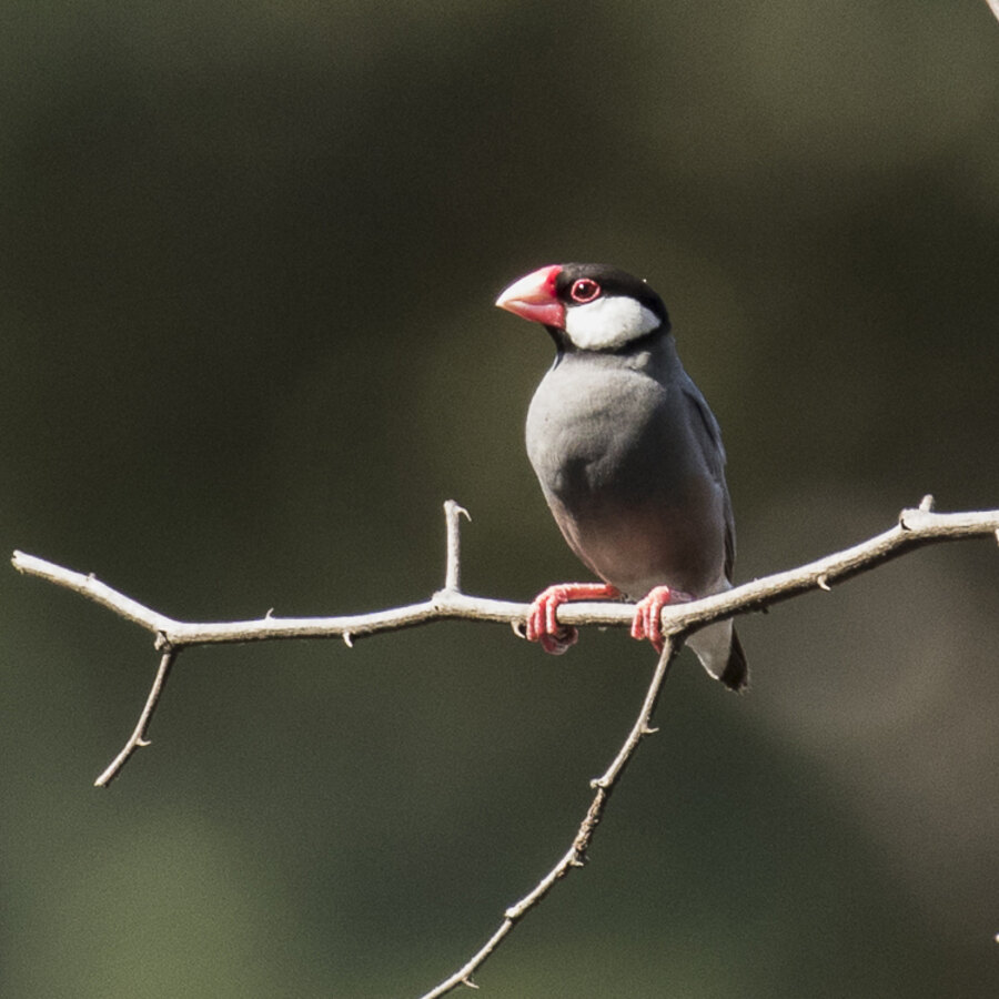 Java Sparrow Finch