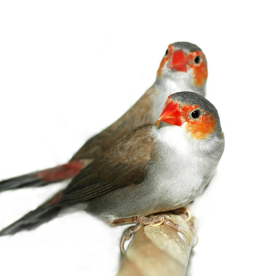 Orange-cheeked Waxbill Finch