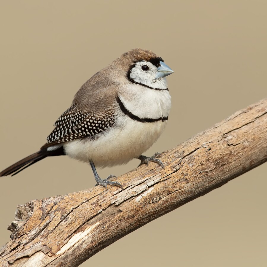 Owl (Double-barred) Finch
