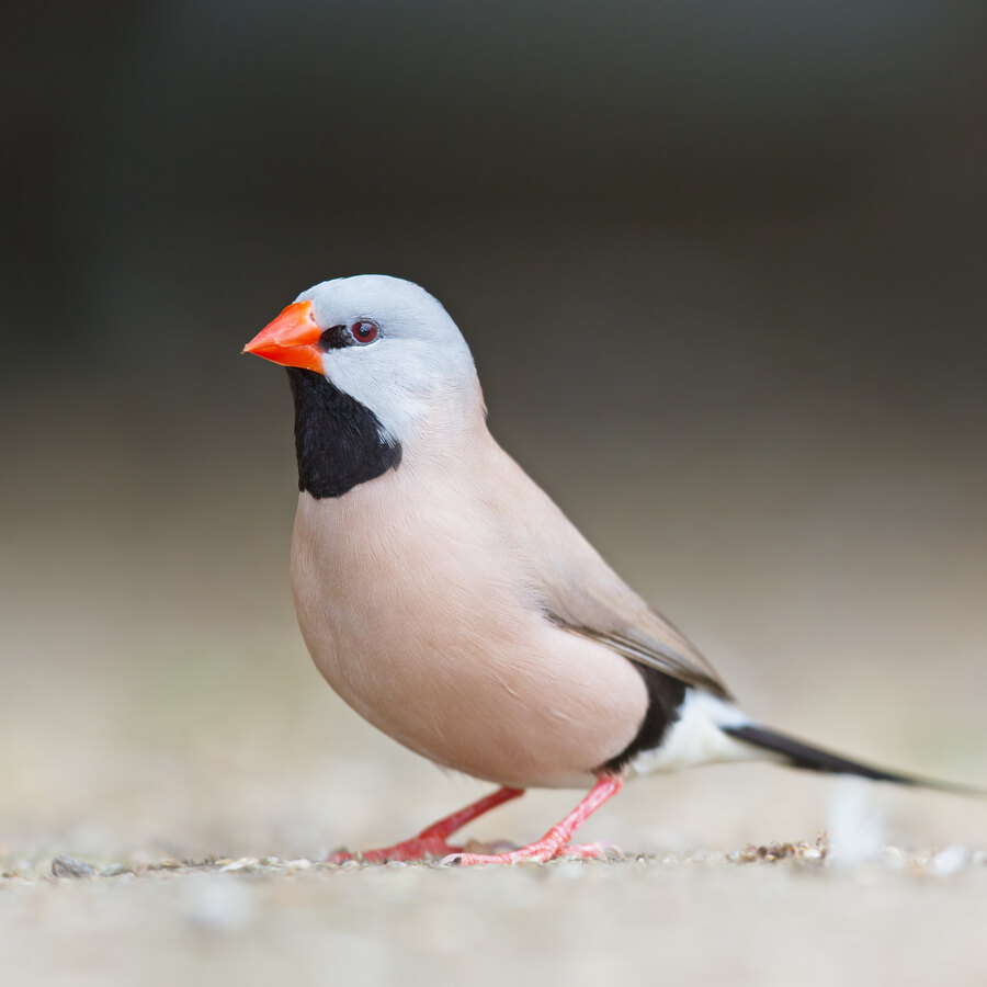 Shaft-tail Finch