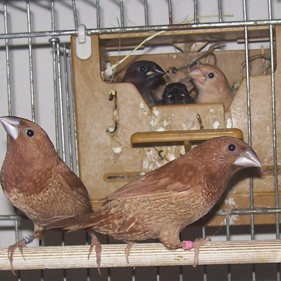 Society Finch