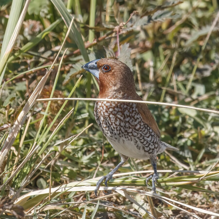 Spice (Munia) Finch
