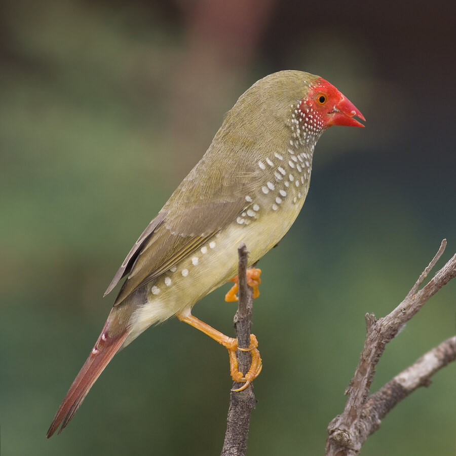 Star Finch