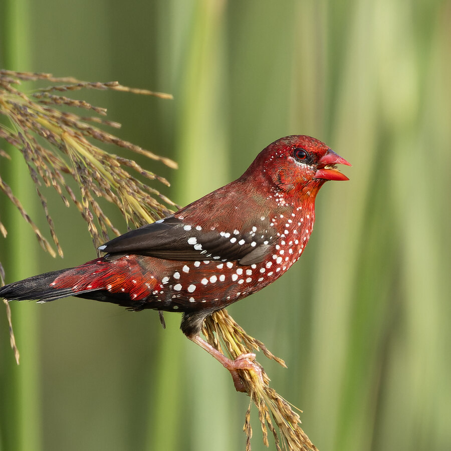 Strawberry Finch
