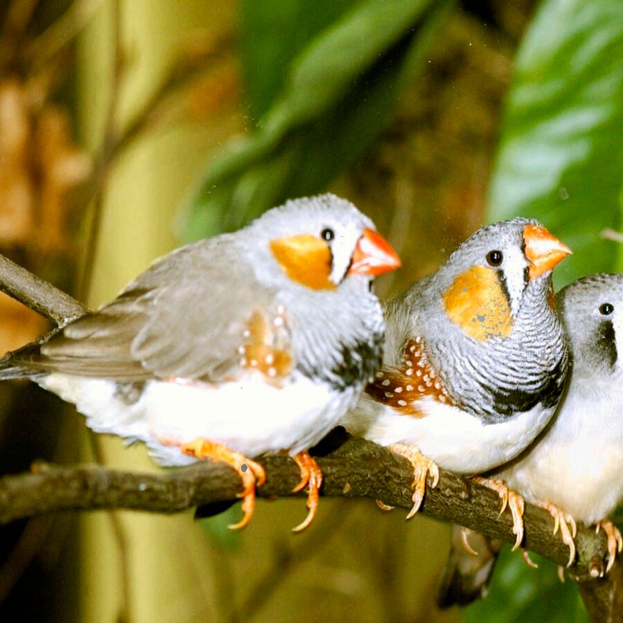 Zebra Finch