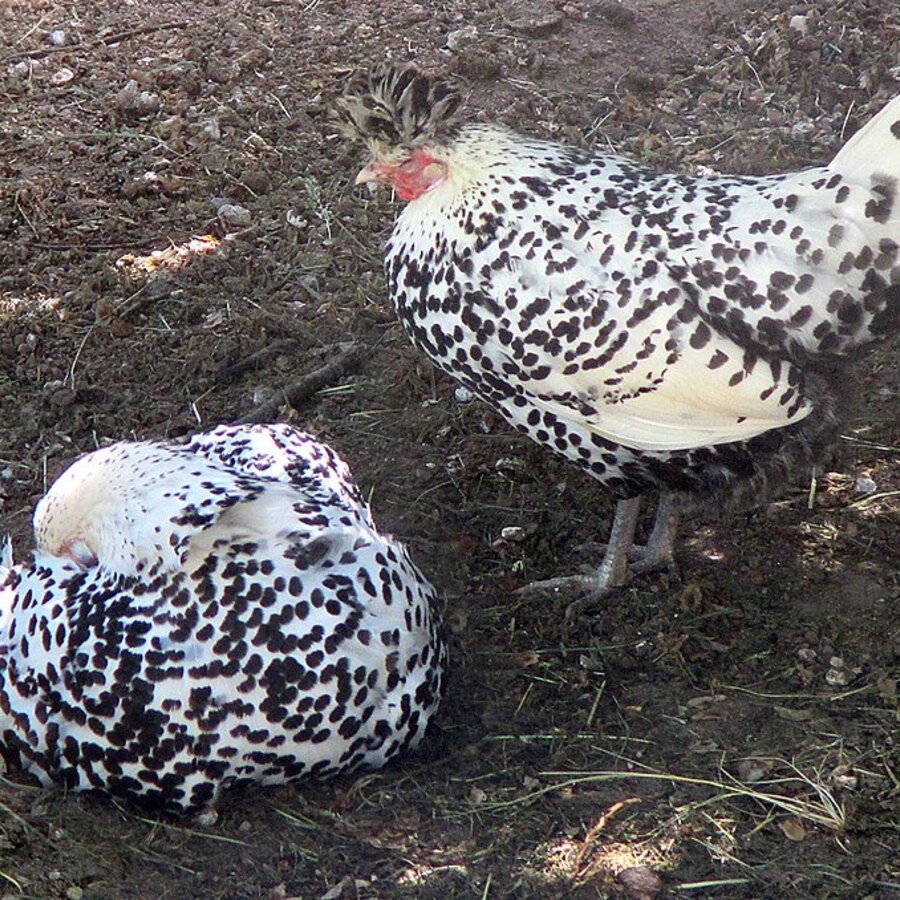Appenzeller Spitzhauben chicken