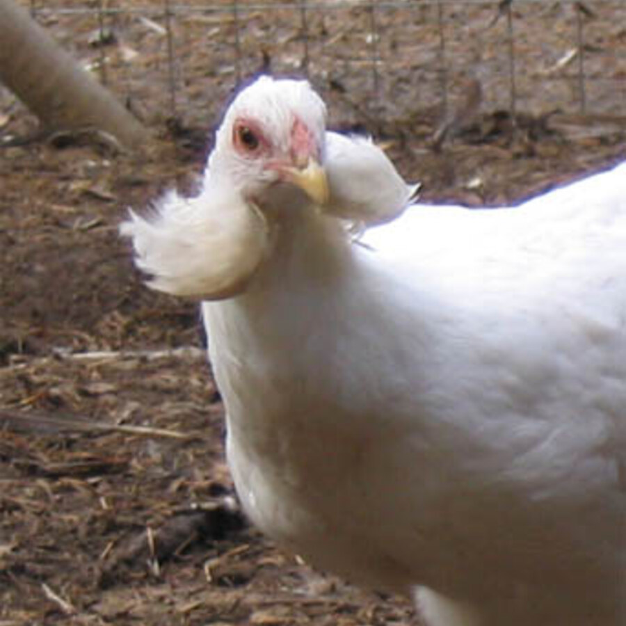 Araucana chicken
