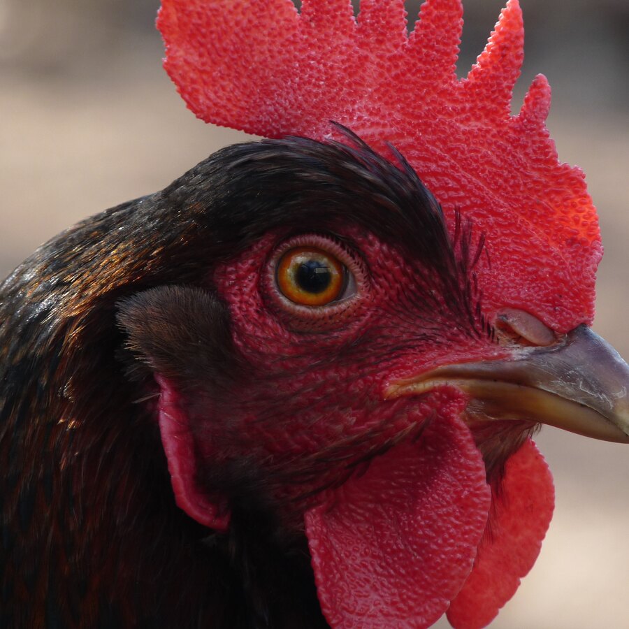 Barnevelder chicken