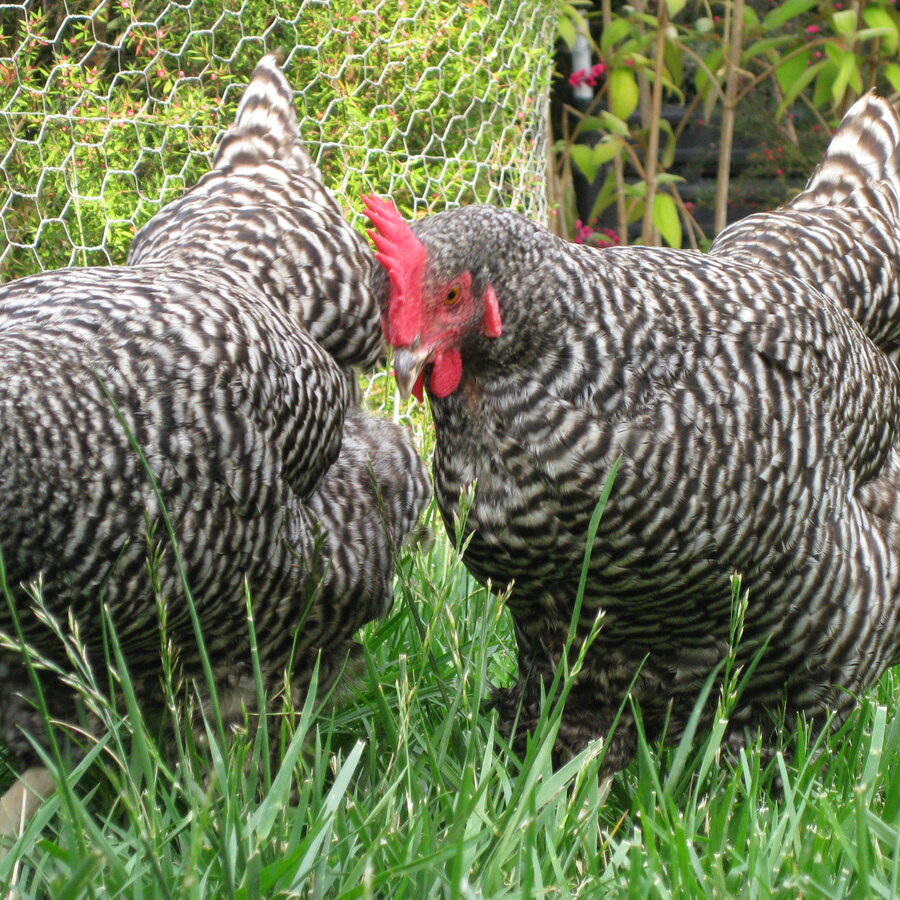 Barred Plymouth Rock chicken