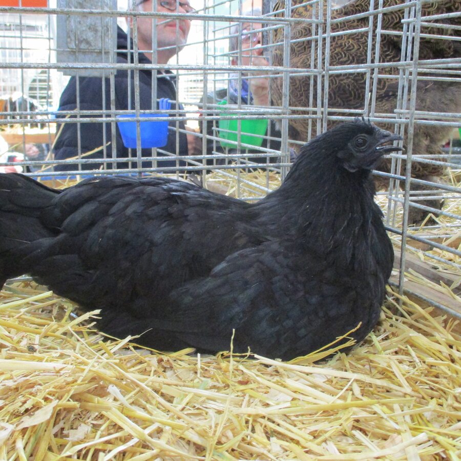 Ayam Cemani chicken
