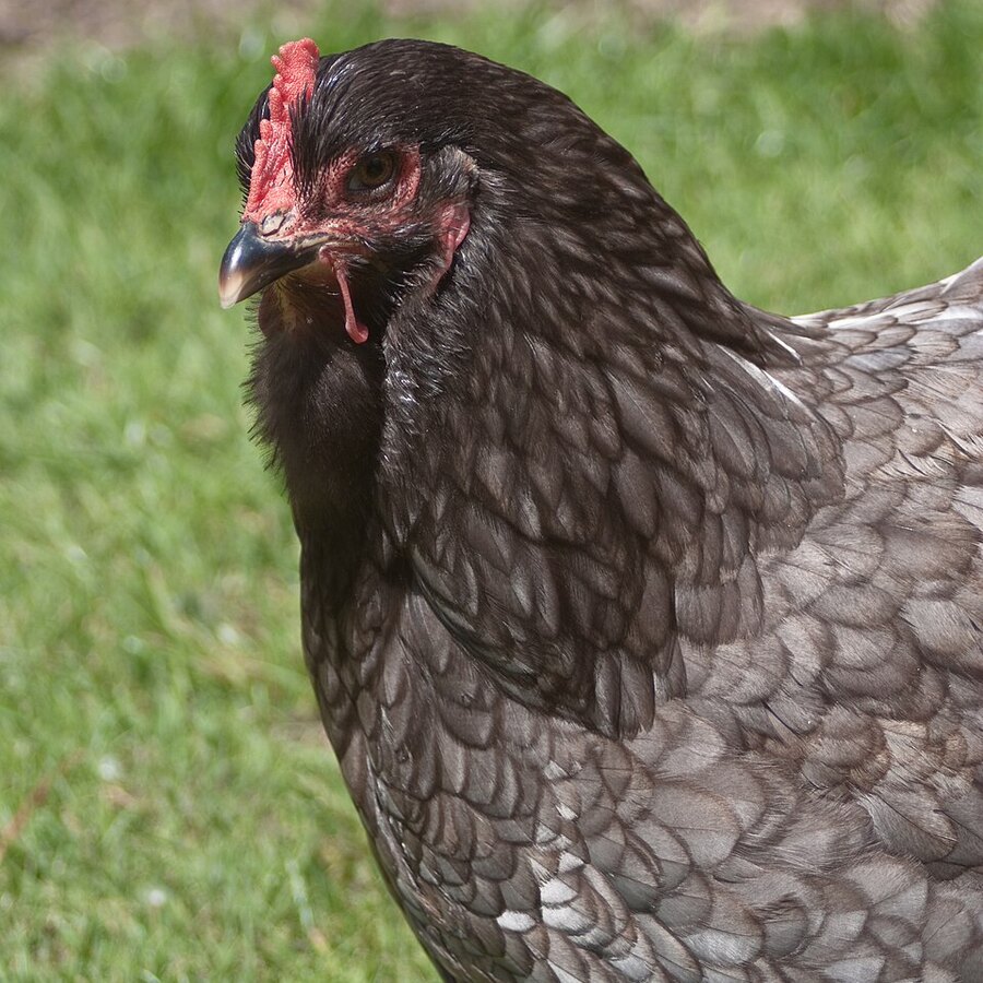 Cochin chicken