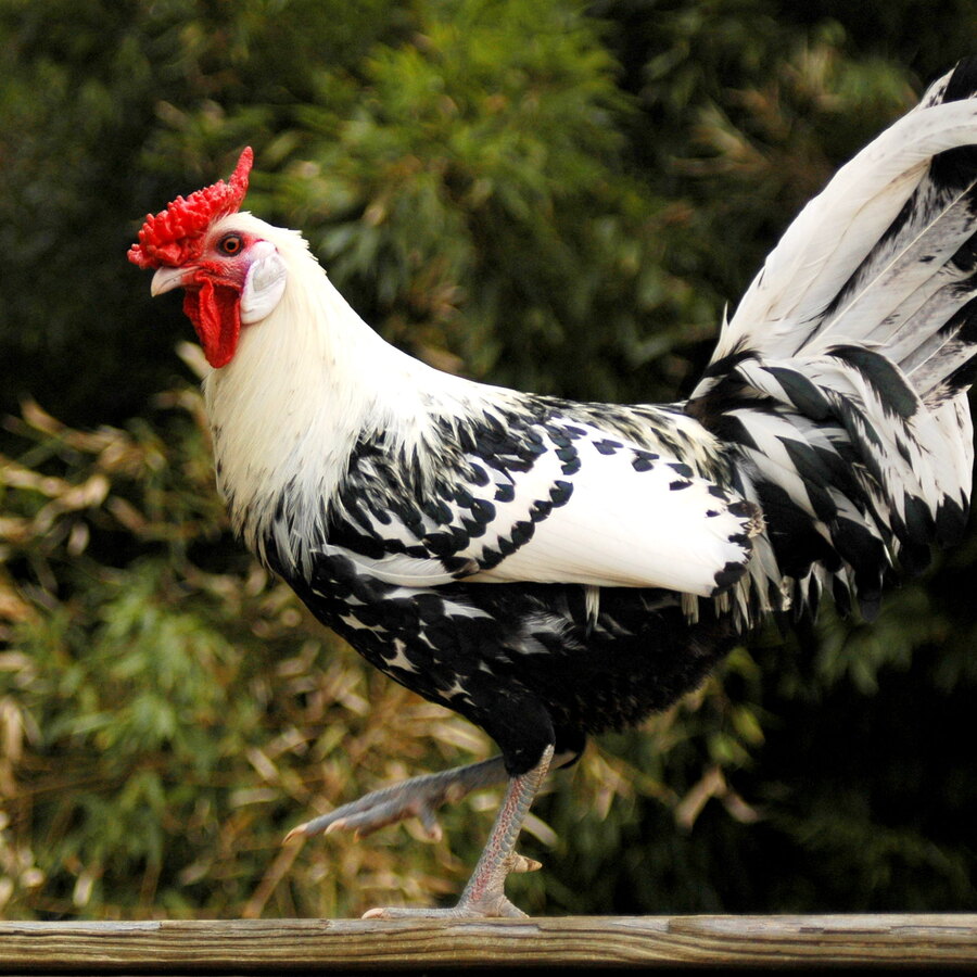 Silver-Spangled Hamburg chicken