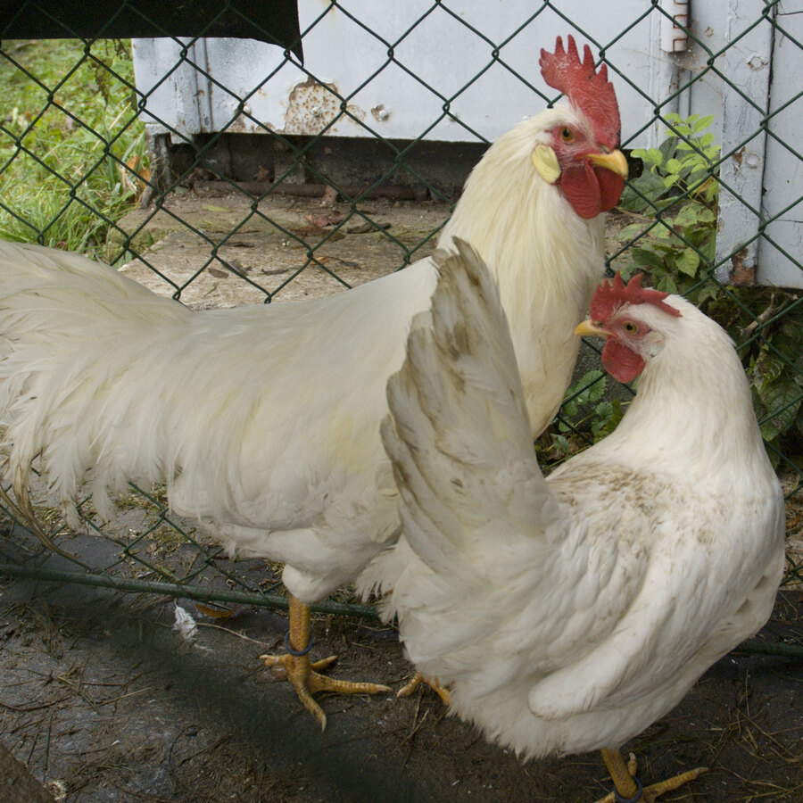 White Leghorn chicken
