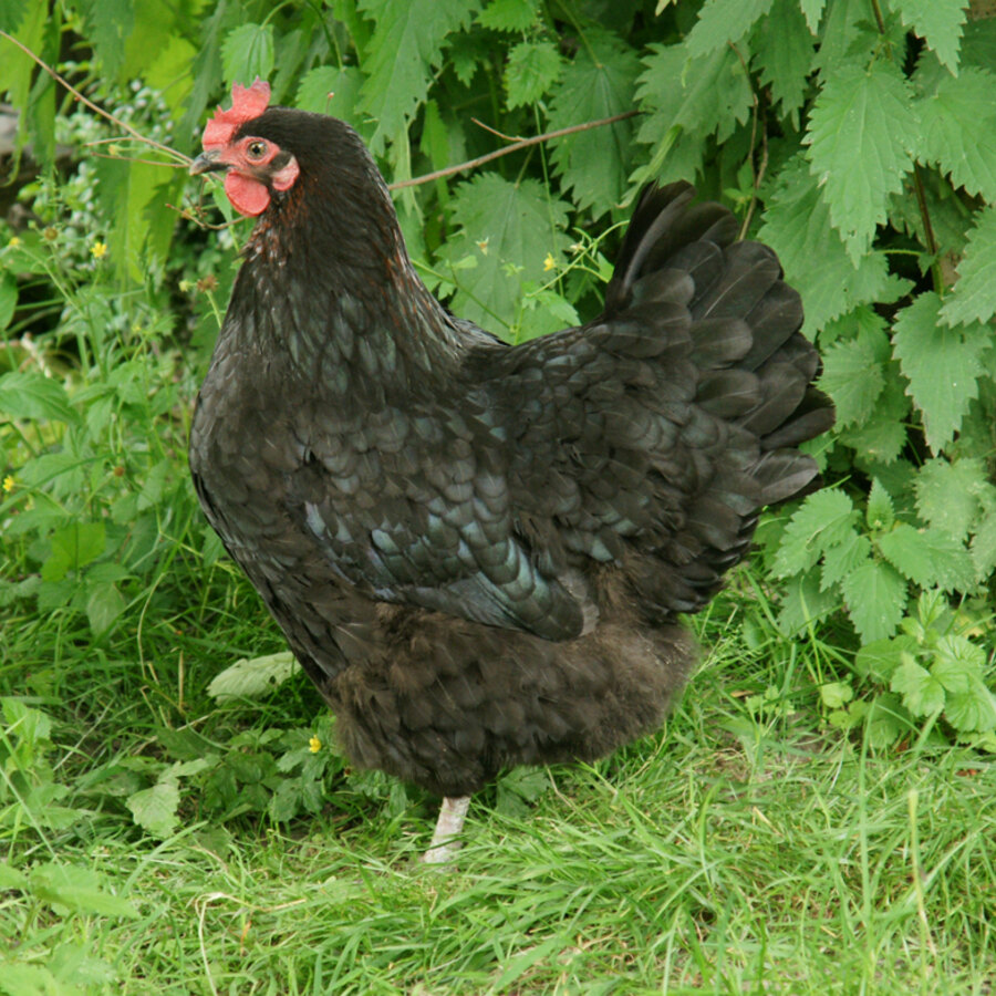 Black Copper Marans chicken