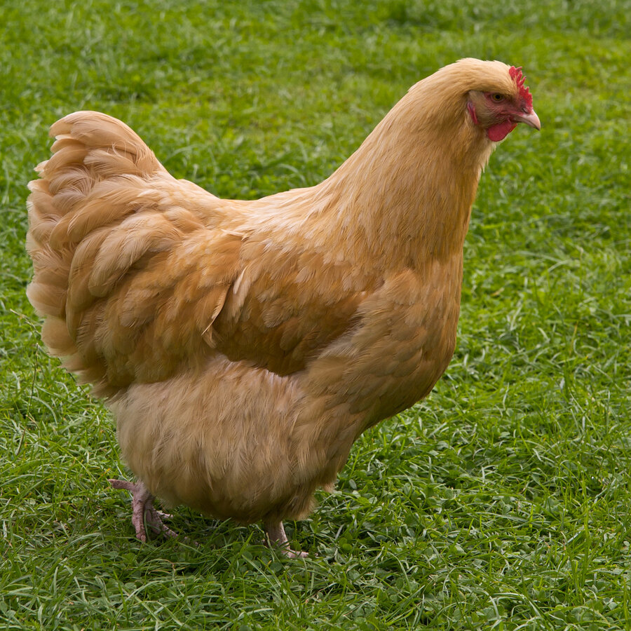 Buff Orpington chicken